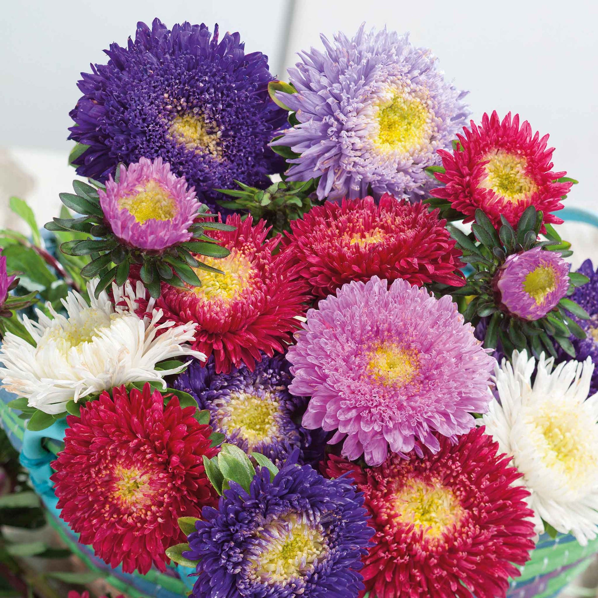A close-up view of vibrant pink aster flowers with yellow centers, showcasing their delicate petals.