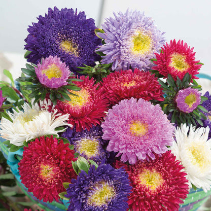 A close-up view of vibrant pink aster flowers with yellow centers, showcasing their delicate petals.