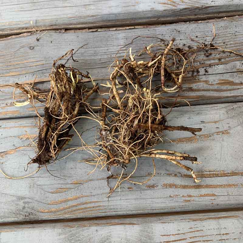 Aster roots, showcasing their dense root ball and readiness for planting.