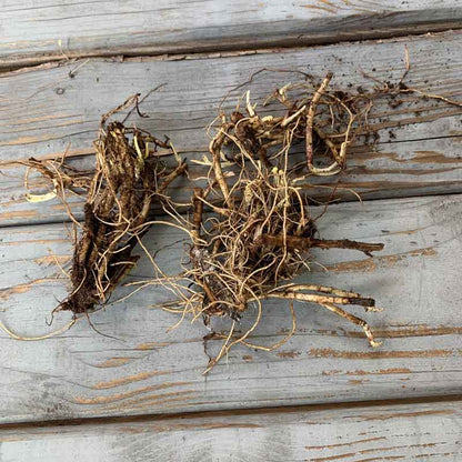 Aster roots, showcasing their dense root ball and readiness for planting.