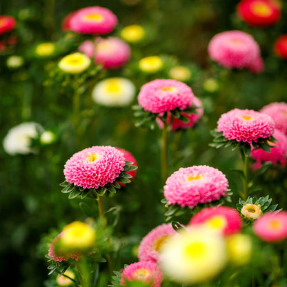 A close-up shot of blooming purple and pink Rubens Mix Aster, with soft, feathery petals.