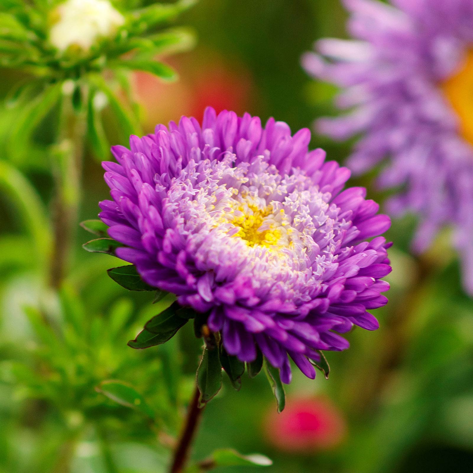 Close-up of a pink Rubens Mix Aster flowers with a yellow center, against green foliage. 