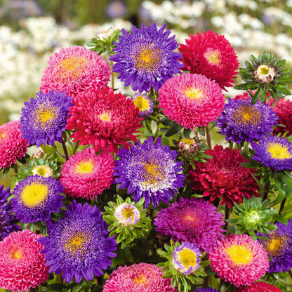 Close-up of a blooming Rubens Mix Aster flower with vibrant pink and yellow petals.