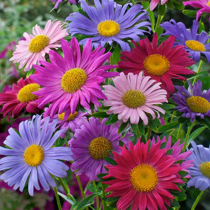 A vibrant single-mix China aster with purple and pink blooms, perfect for a lively garden display. | copyright: Floramedia UK Ltd