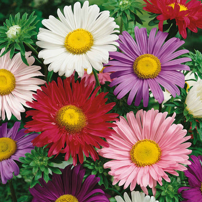 A purple,red and white china aster flower, with some green leaves visible in the background.