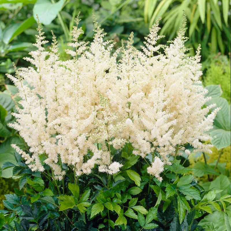 A close up of white Astilbe diamont flowers with feathery plumes against a green background.