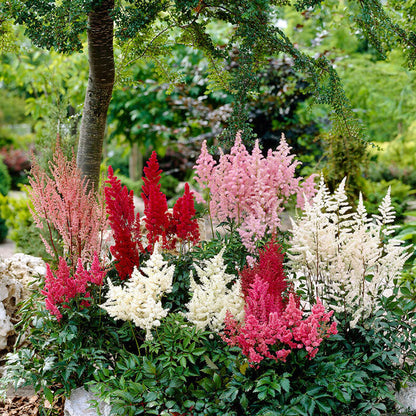 A mix of Astilbe flowers in various colors, showcasing feathery plumes and lush green foliage.