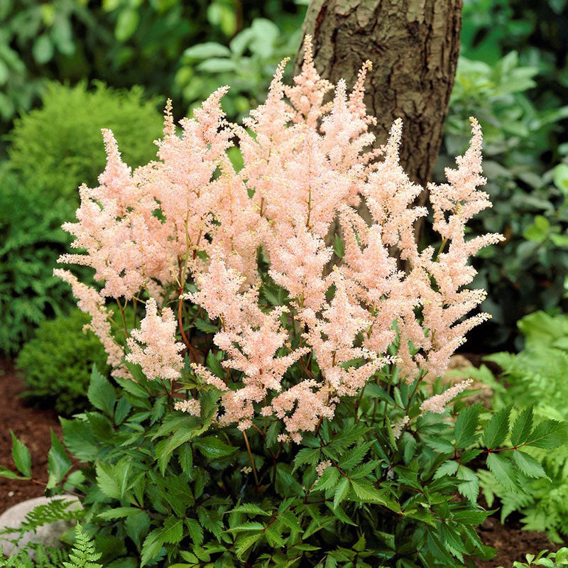 A close up of Astilbe peach blossom flowers with feathery plumes against a green background.