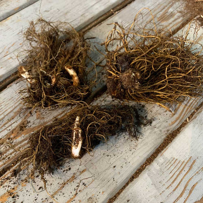 Close-up of three bare Astilbe roots, revealing their fibrous texture and readiness for planting.