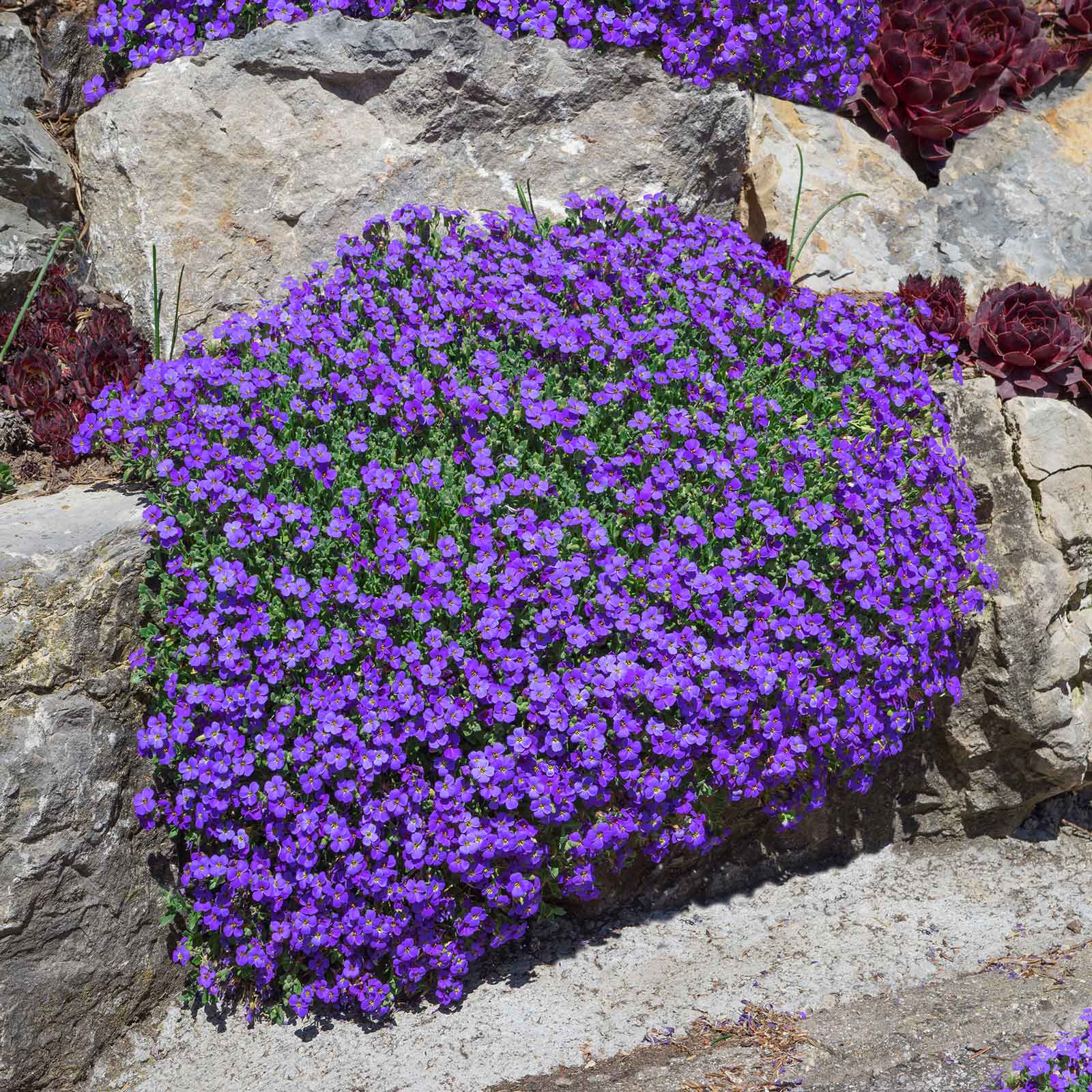 Close-up of small purple aubrieta whitewell gem flowers with yellow centers, blooming in a cluster.
