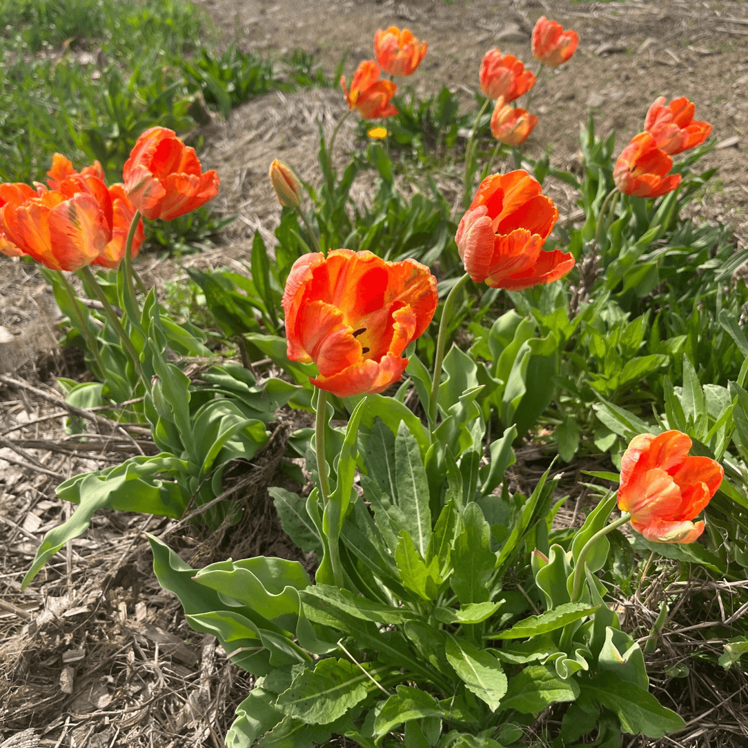Tulip 'Avignon Parrot'