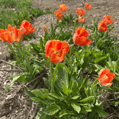 Tulip 'Avignon Parrot'