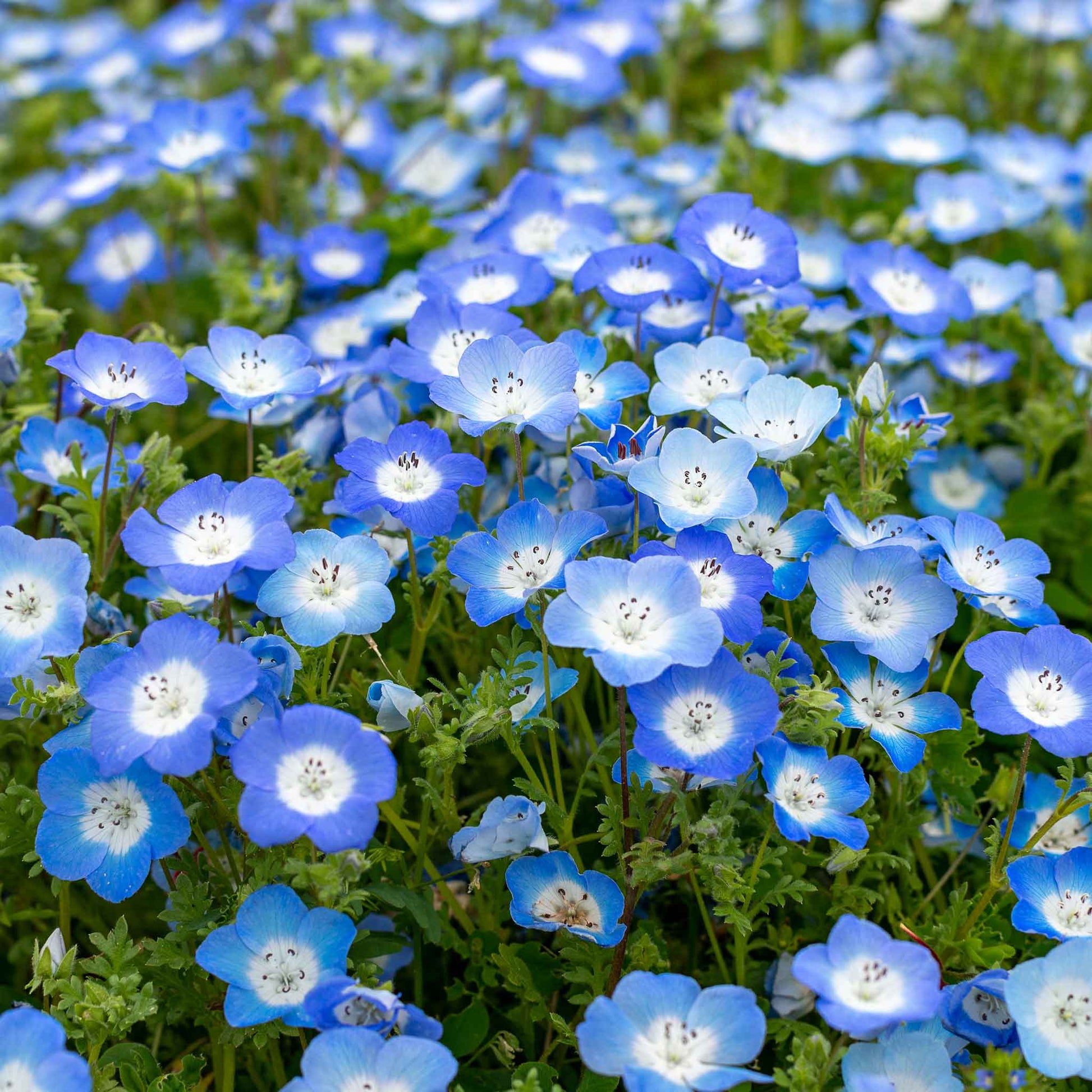 A close-up shot of a cluster of delicate, sky-blue baby blue eyes flowers with lush green foliage.