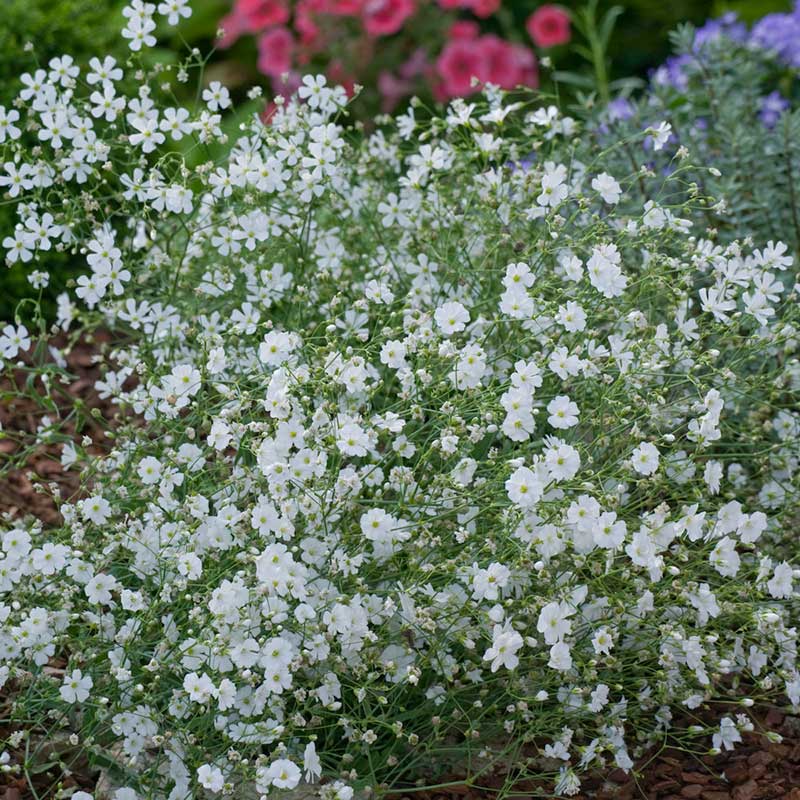 A wide shot of a field densely planted with delicate white annual baby's breath flowers. | copyright: Floramedia UK Ltd