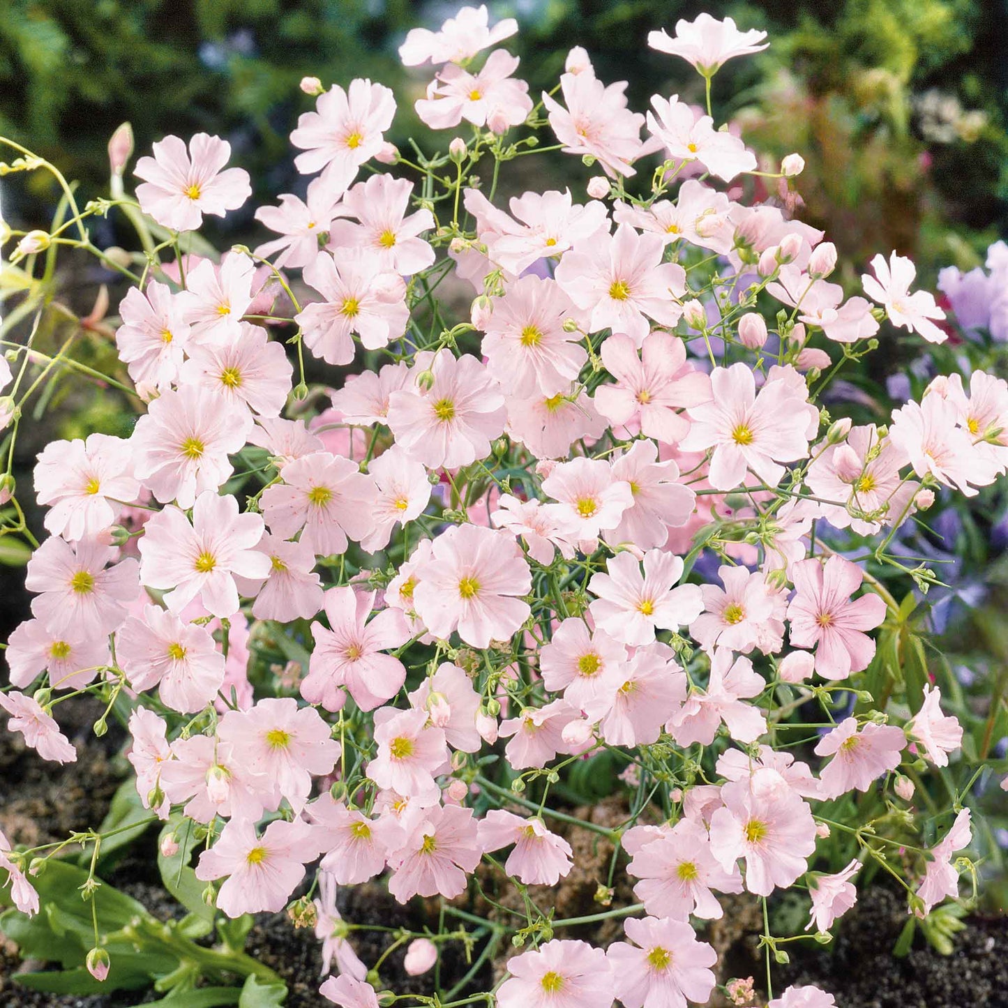 A close-up of delicate pink baby's breath flowers clustered together against a soft background.