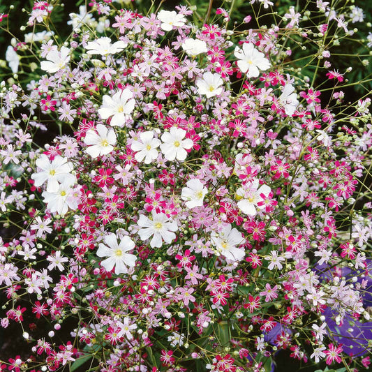 A vibrant mix of pink and white baby's breath flowers in full bloom.