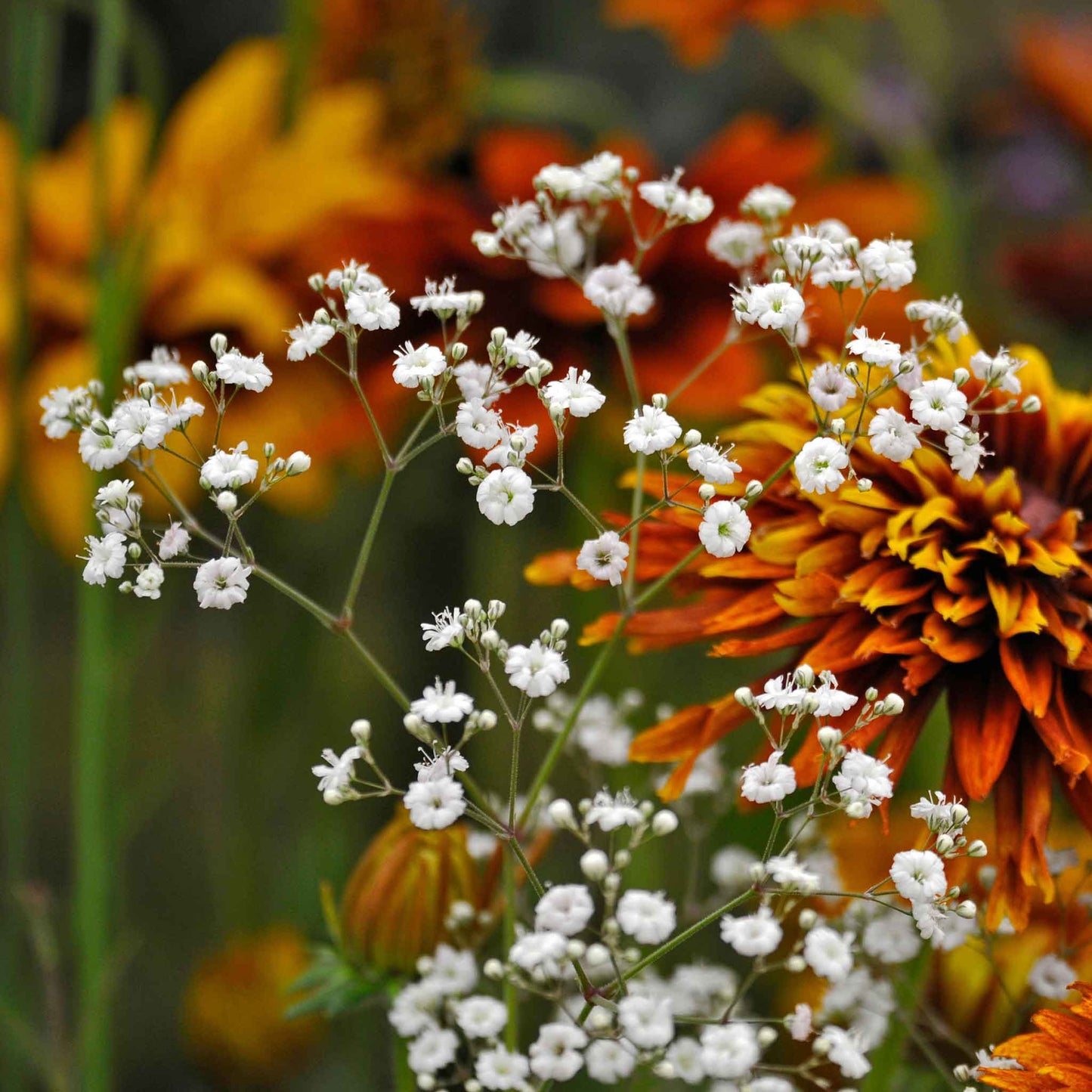 A close-up of delicate white baby's breath flowers clustered against a blurred green background.