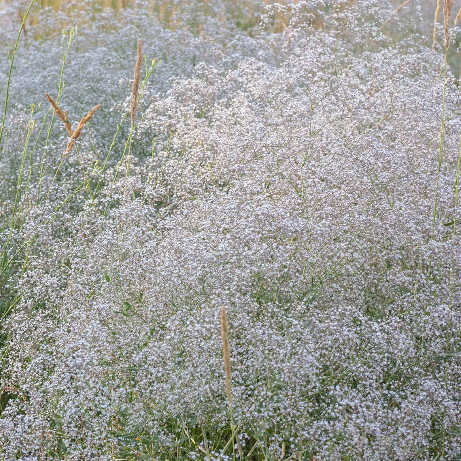 A cluster of small, delicate white flowers on slender stems, commonly known as baby's breath.