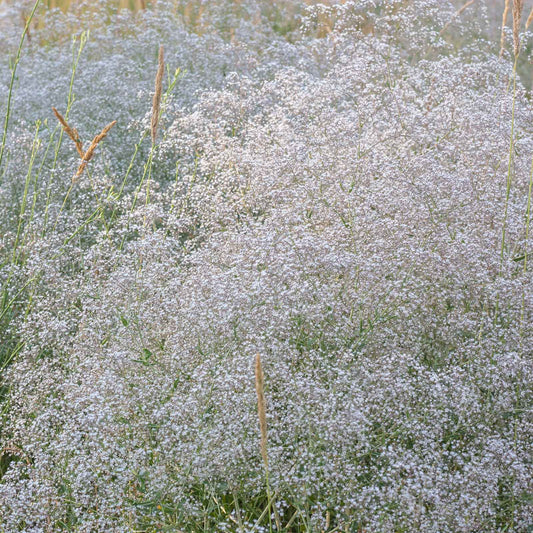 A cluster of small, delicate white flowers on slender stems, commonly known as baby's breath.