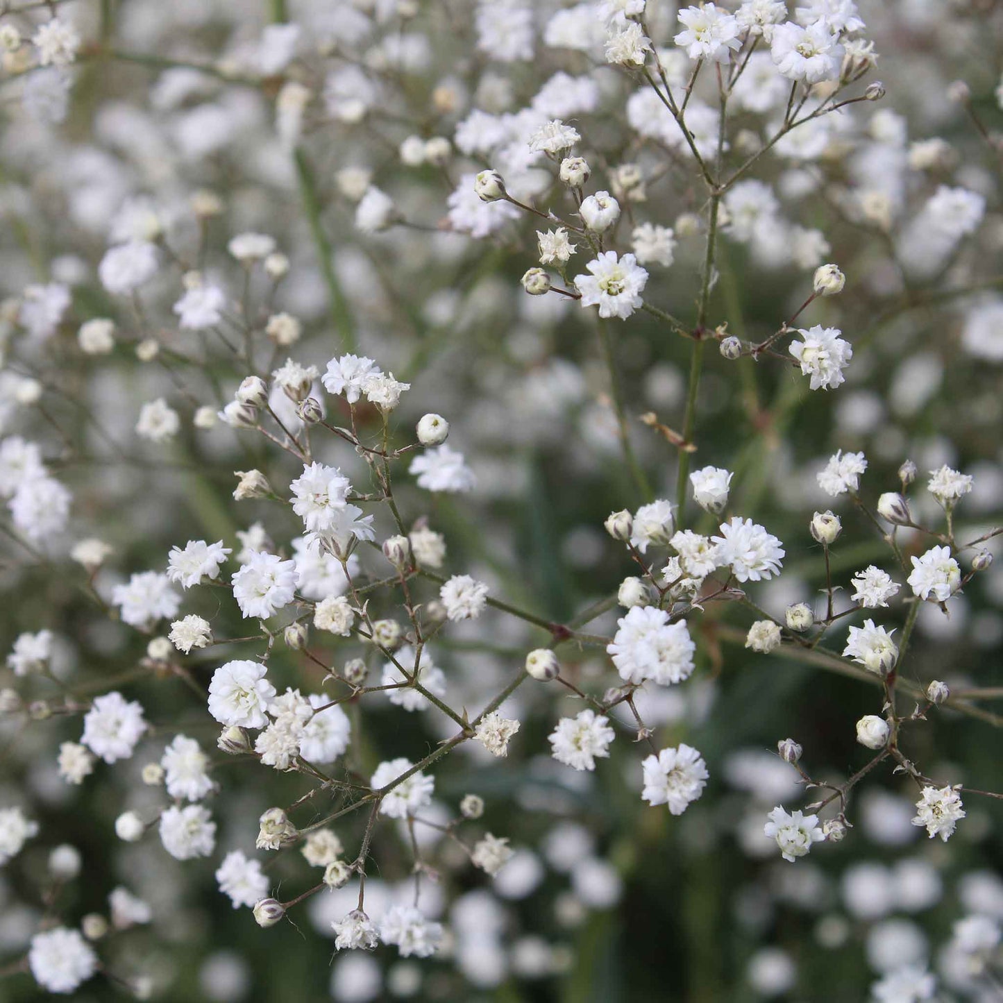 A close-up of tiny, white perennial baby's breath flowers clustered against a green background.