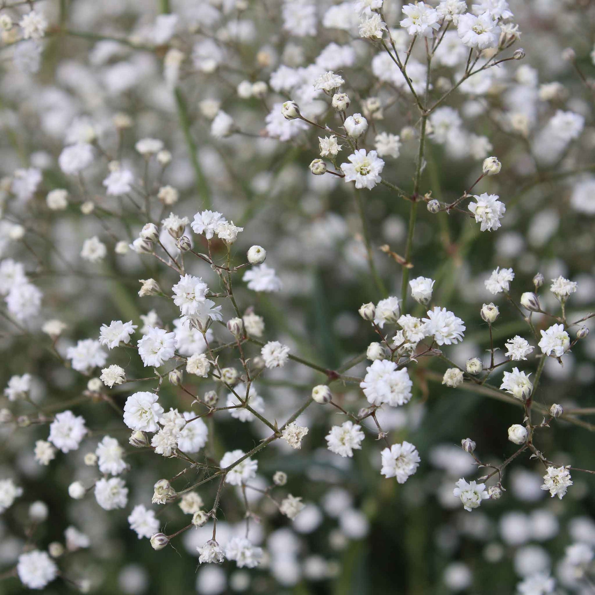 A close-up of tiny, white perennial baby's breath flowers clustered against a green background.