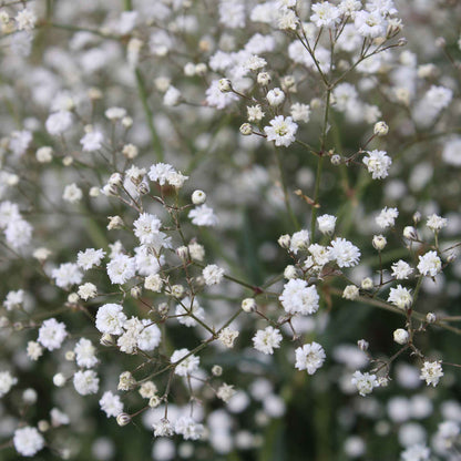 A close-up of tiny, white perennial baby's breath flowers clustered against a green background.