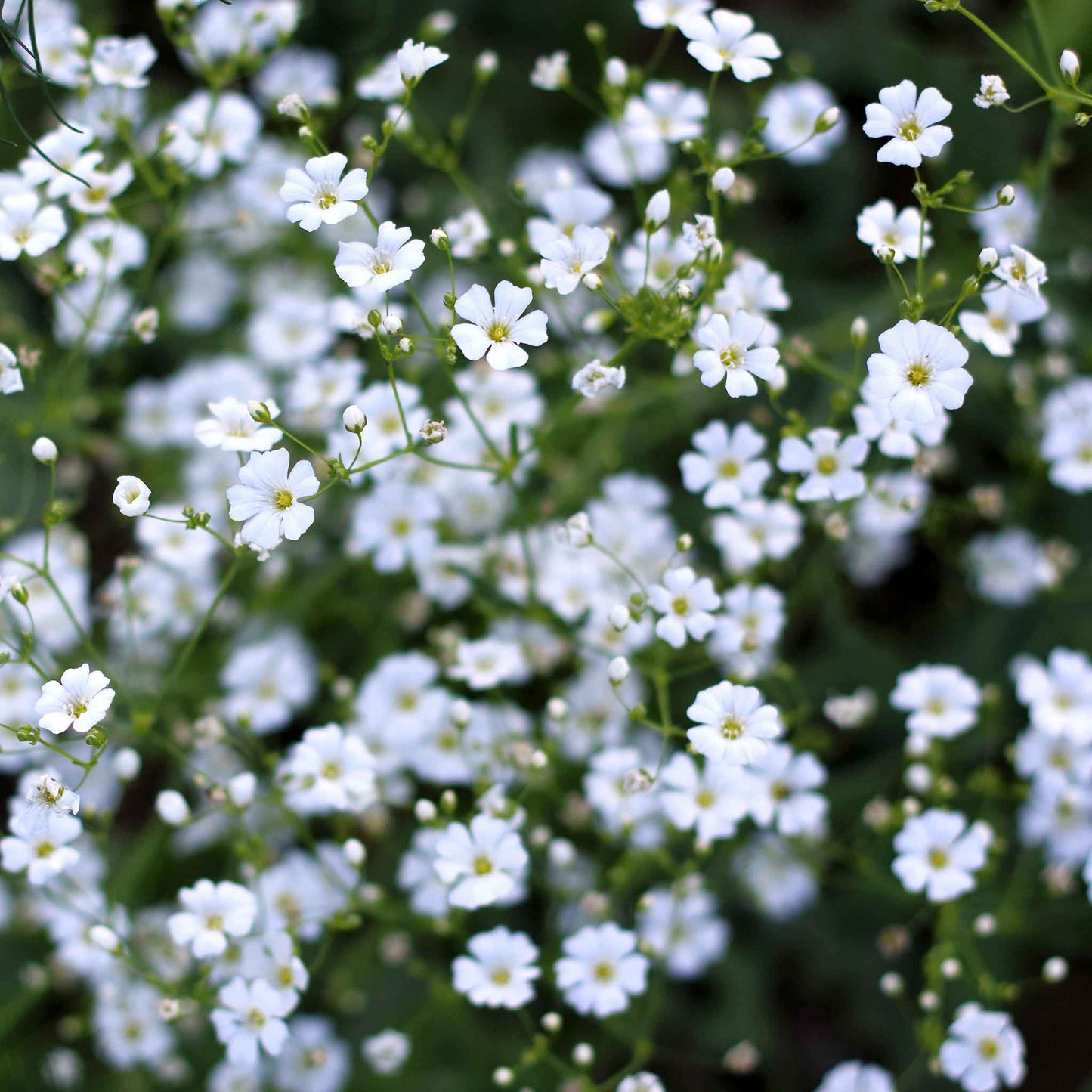 A shot of a field densely planted with delicate white annual baby's breath flowers.