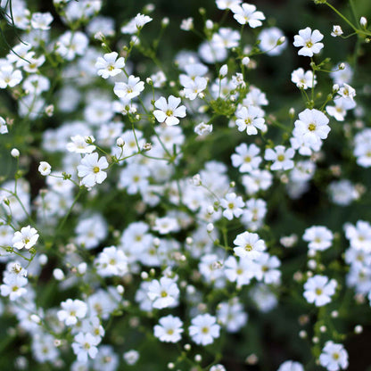 A shot of a field densely planted with delicate white annual baby's breath flowers.