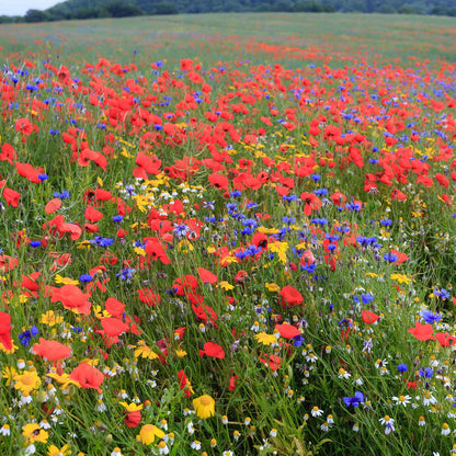 A field view of the variety of colors in the Back to Basics Flower Seed Mix