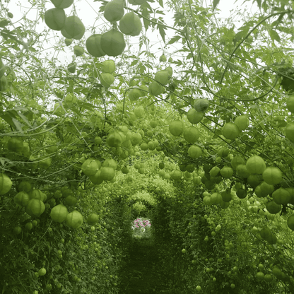 Balloon Vine