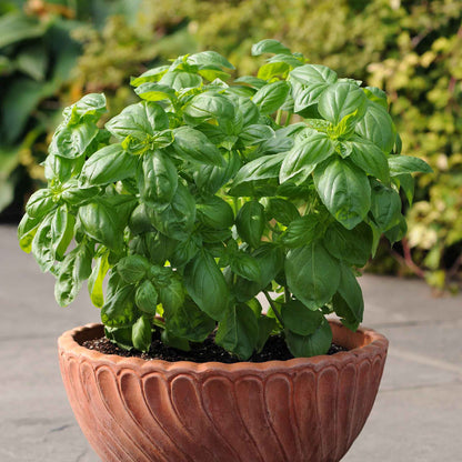 A vibrant basil plant with lush green leaves, perfect for culinary use, is shown in a close-up.