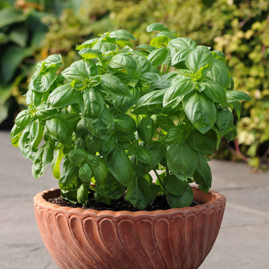 A vibrant basil plant with lush green leaves, perfect for culinary use, is shown in a close-up.