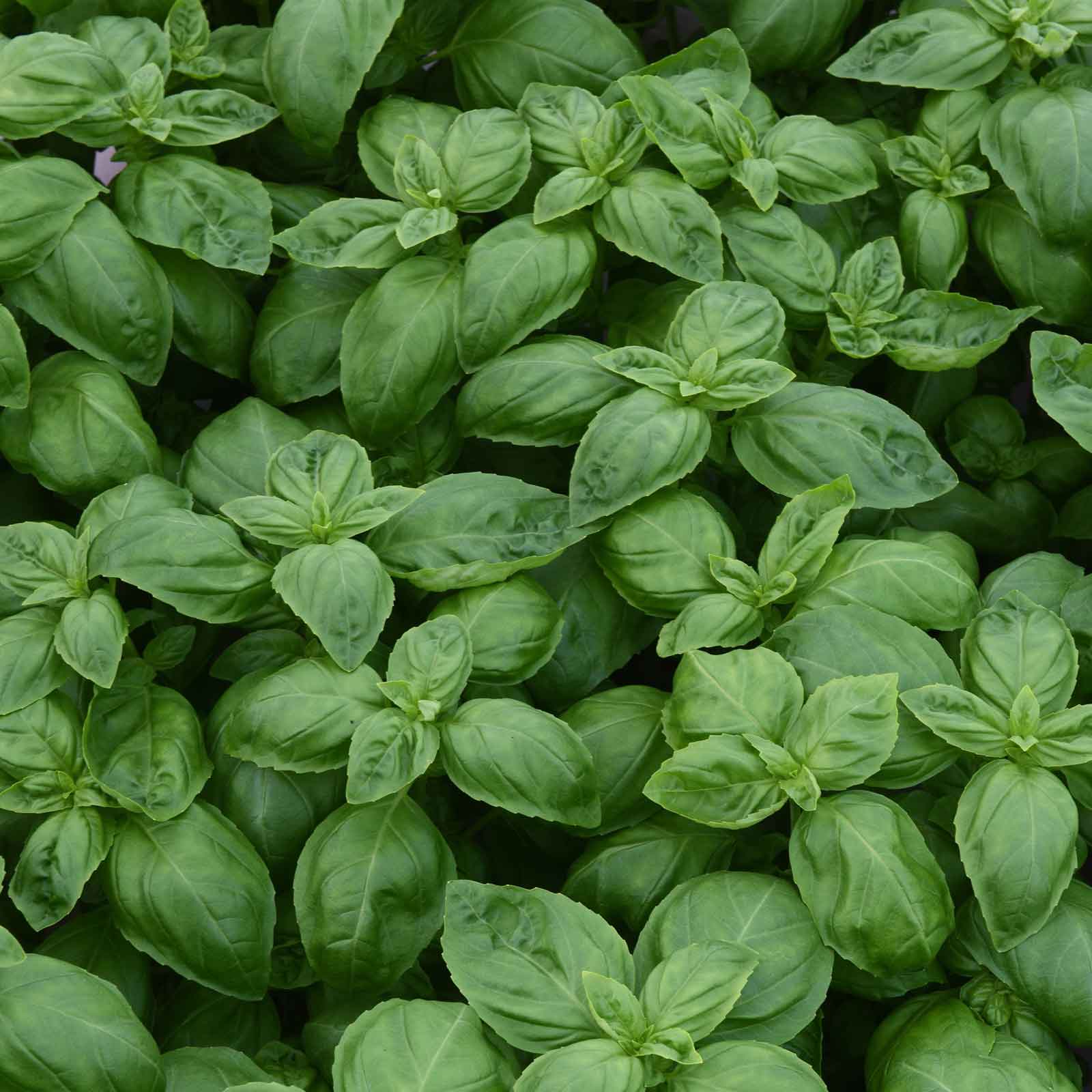 A close-up of Dolce Fresca basil plant with vibrant green leaves.