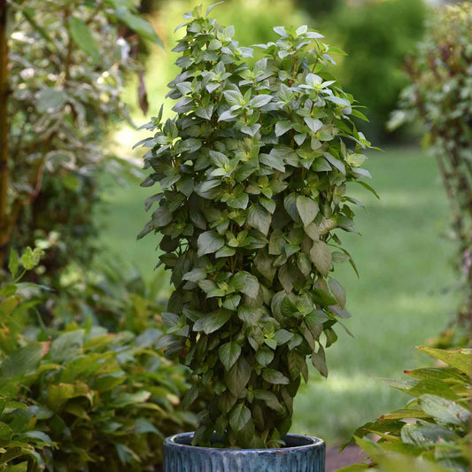 A view of Everleaf Thai Towers basil, ready for harvest, planted in a pot on a patio.