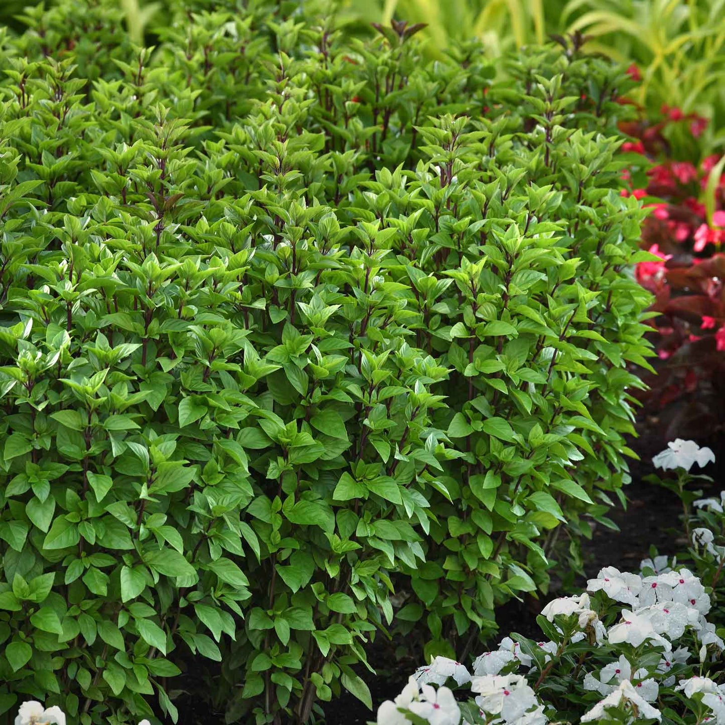View of several healthy Everleaf Thai Towers basil plants grown in a row as a border hedge. 