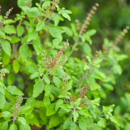 A close-up shot of a Holy Basil bush showing brown basil seeds.