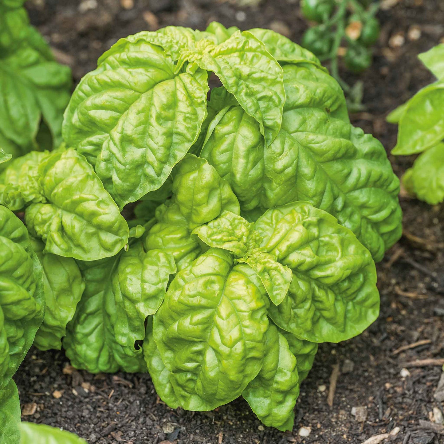 A close up shot of Lettuce Leaf Basil growing in the garden with soil around the base.