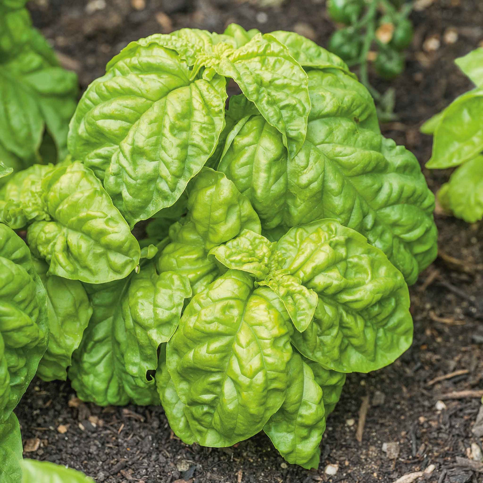 A close up shot of Lettuce Leaf Basil growing in the garden with soil around the base.