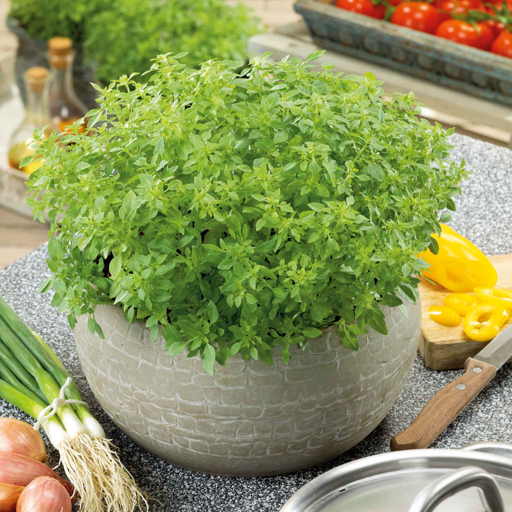 A lush, compact basil plant with small, vibrant green leaves in a pot.