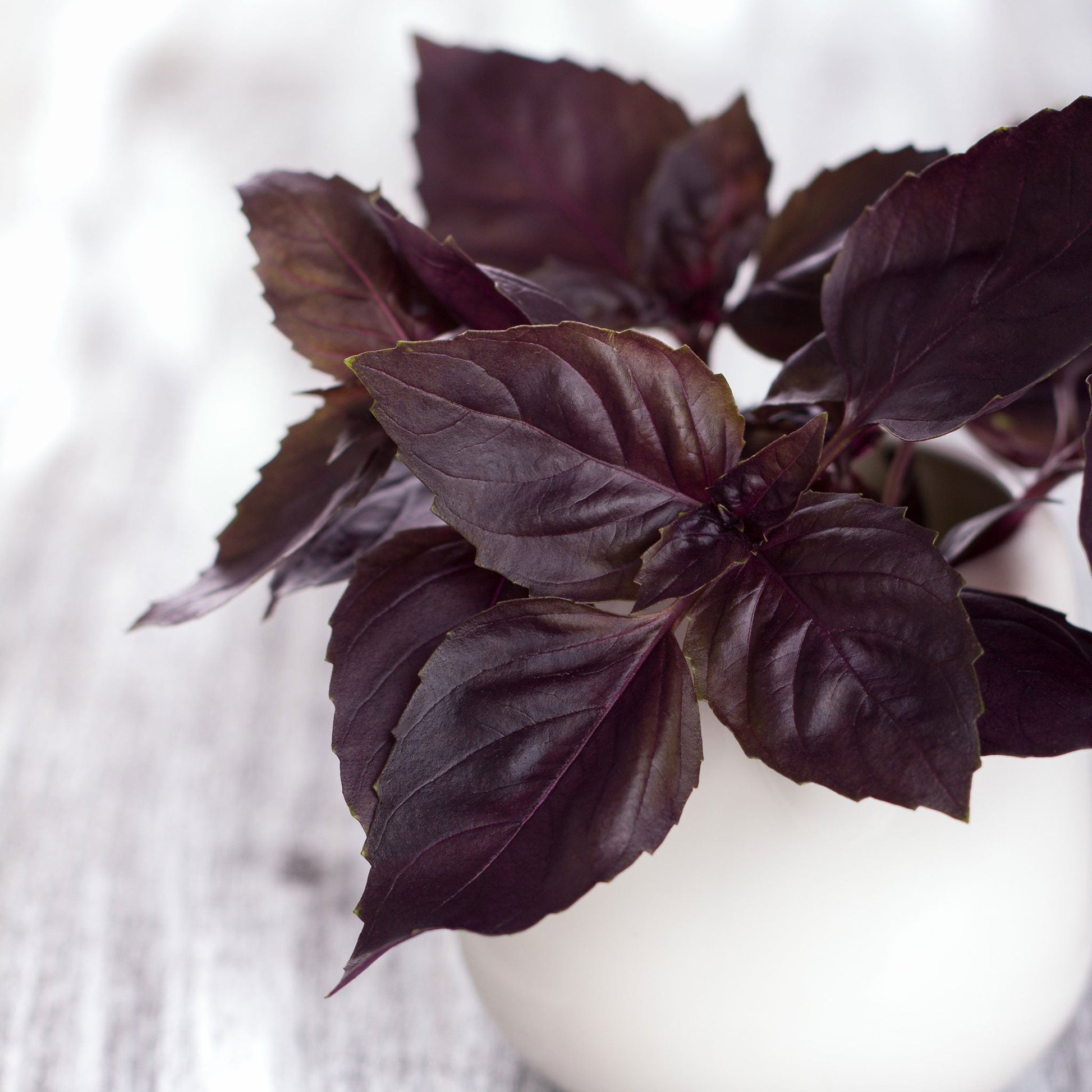 An organic Dark Opal Basil plant with deep purple leaves, against a blurred white background.