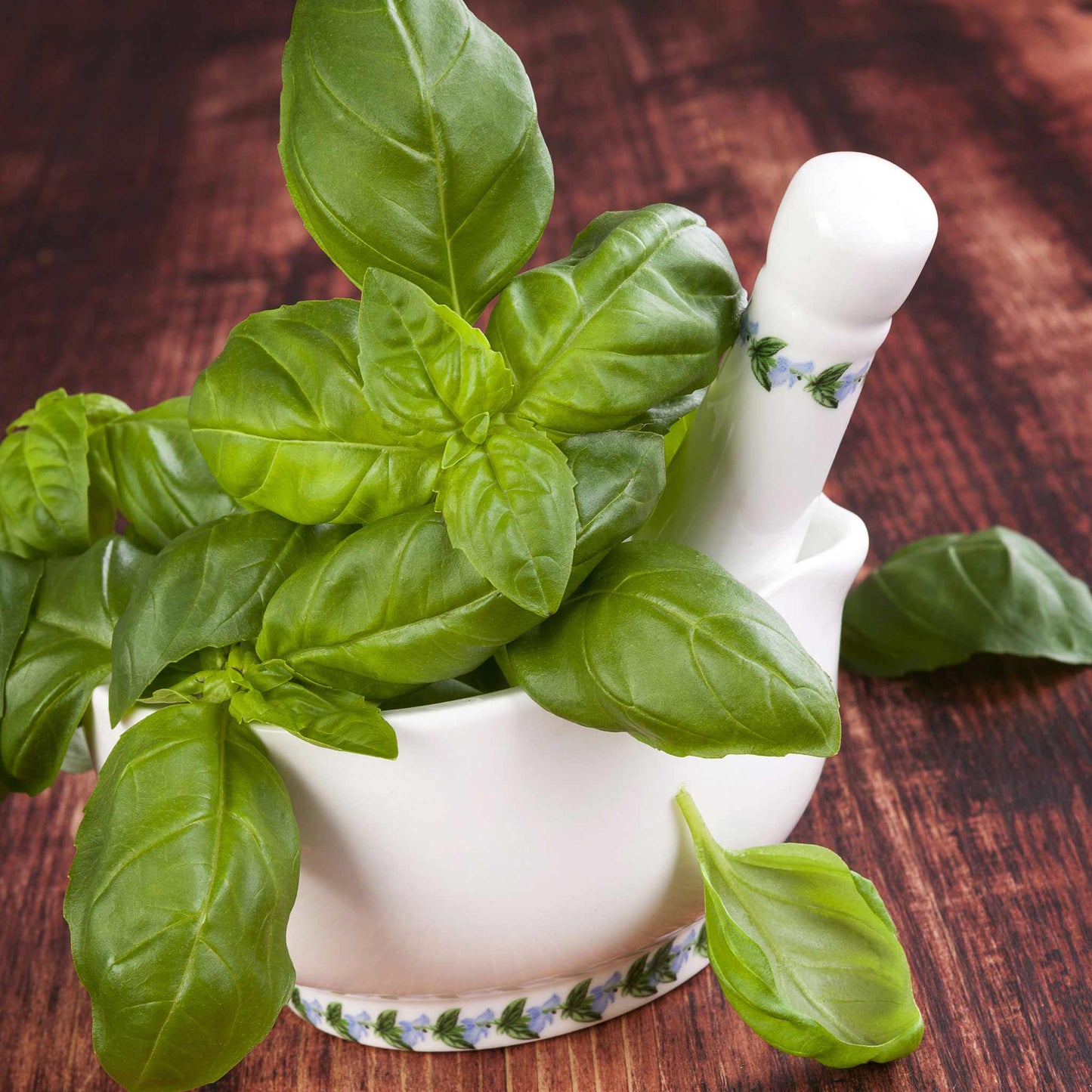 Freshly harvested Organic Genovese Basil with broad green leaves, inside a mortal with pestle.