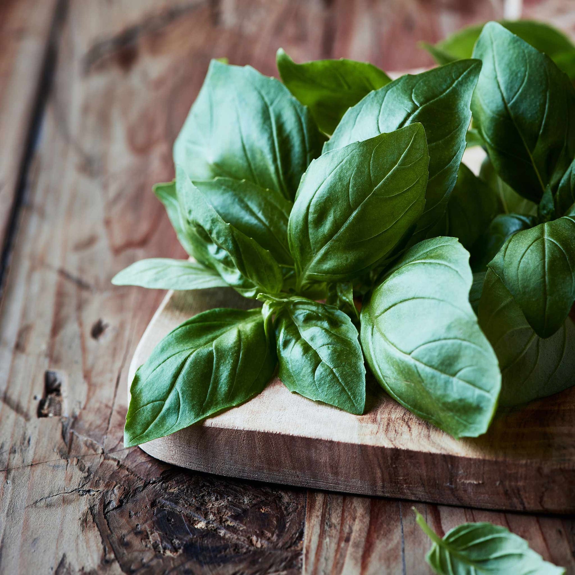A close-up shot of vibrant green organic Italian large leaf basil.