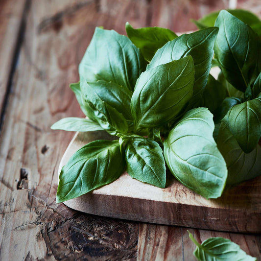 A close-up shot of vibrant green organic Italian large leaf basil.