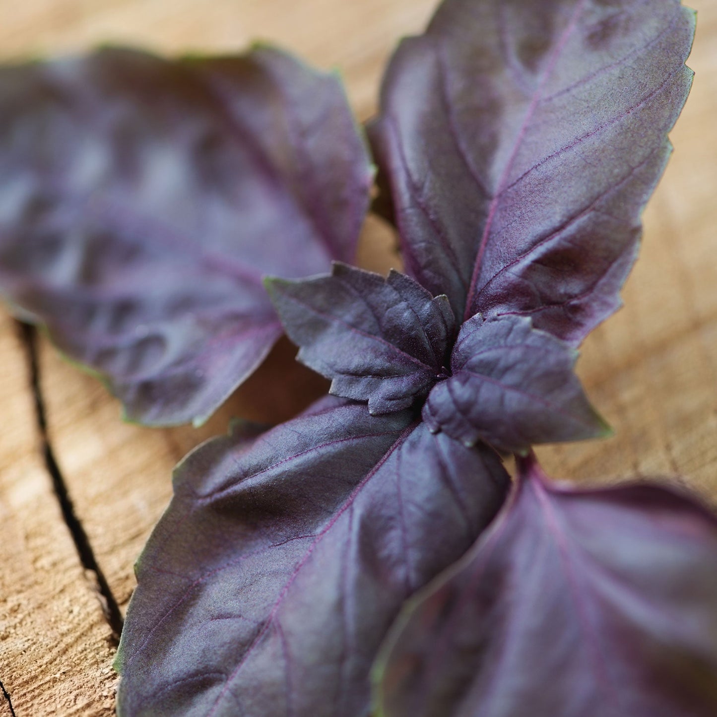 Close up of a stem of the Purple Basil plant with broad, deep purple leaves.