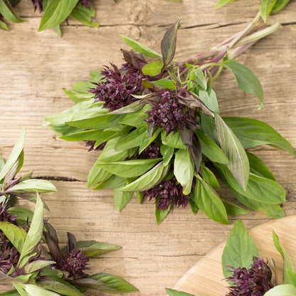 A Siam Queen Basil plant with striking purple stems and veins, showcasing lush leaves and blooms. | copyright: Floramedia UK Ltd
