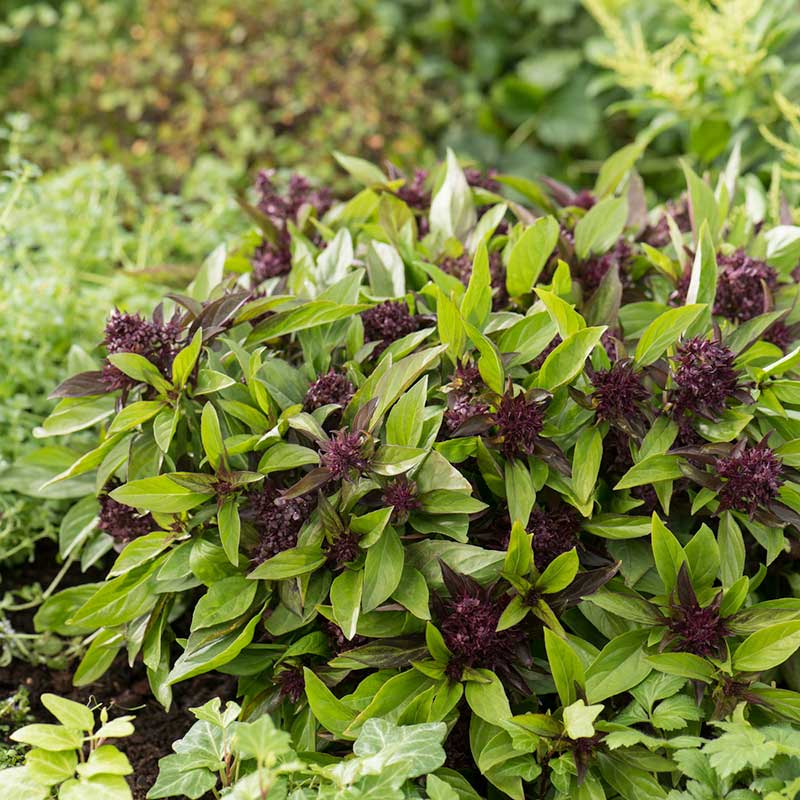 A close-up view of Siam Queen basil leaves, covered in purple blooms, against a blurred background. | copyright: Floramedia UK Ltd