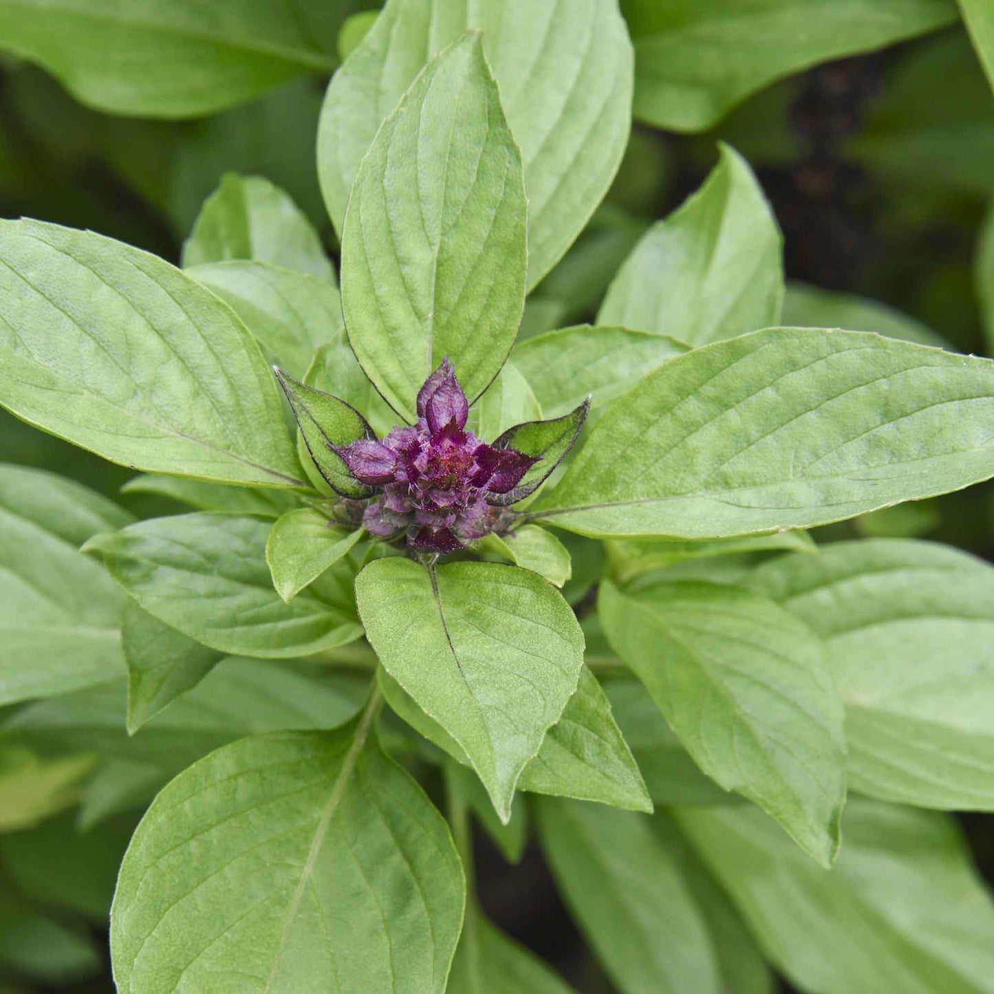 An overhead view of a vibrant Siam Queen basil plant with bright purple leaves.