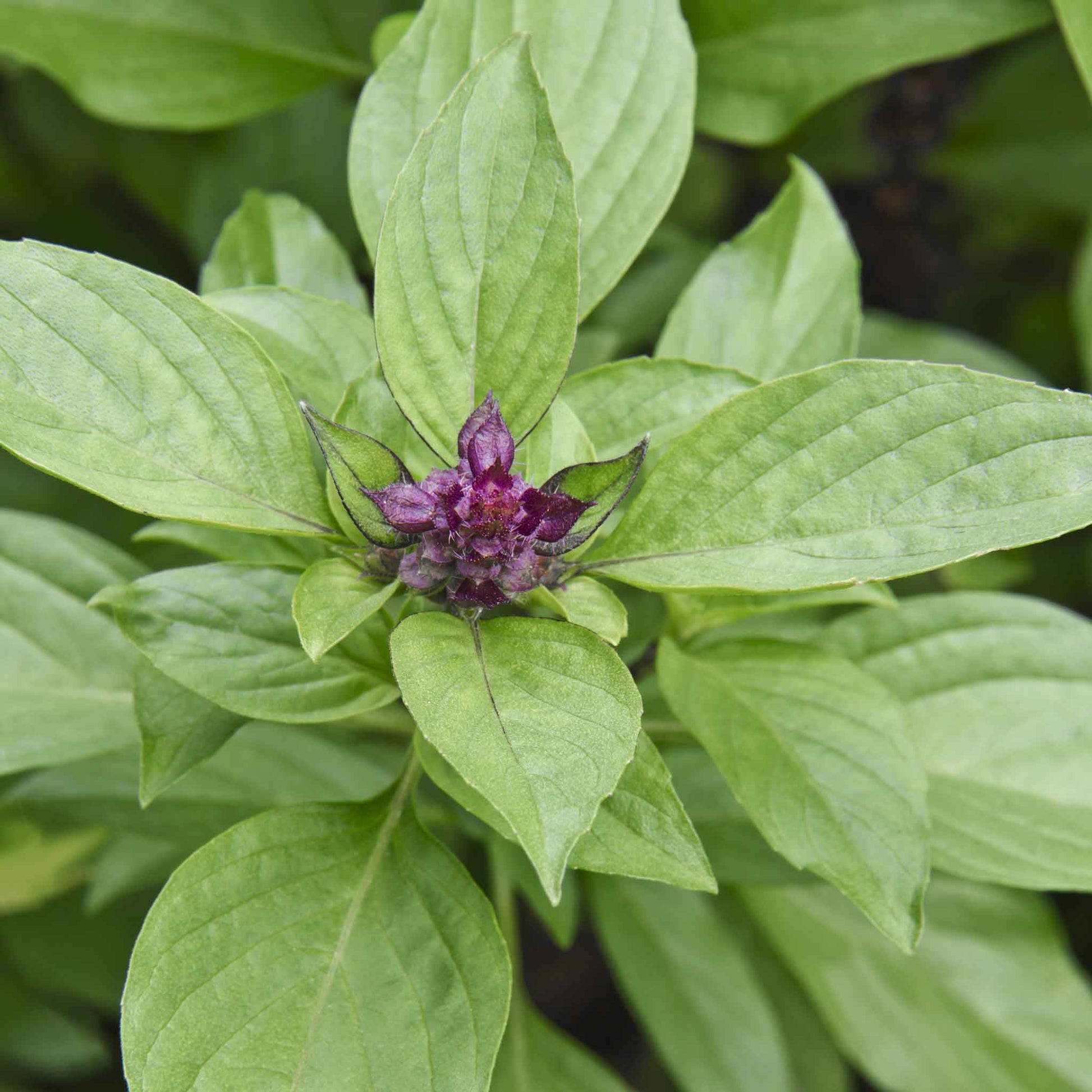 An overhead view of a vibrant Siam Queen basil plant with bright purple leaves.