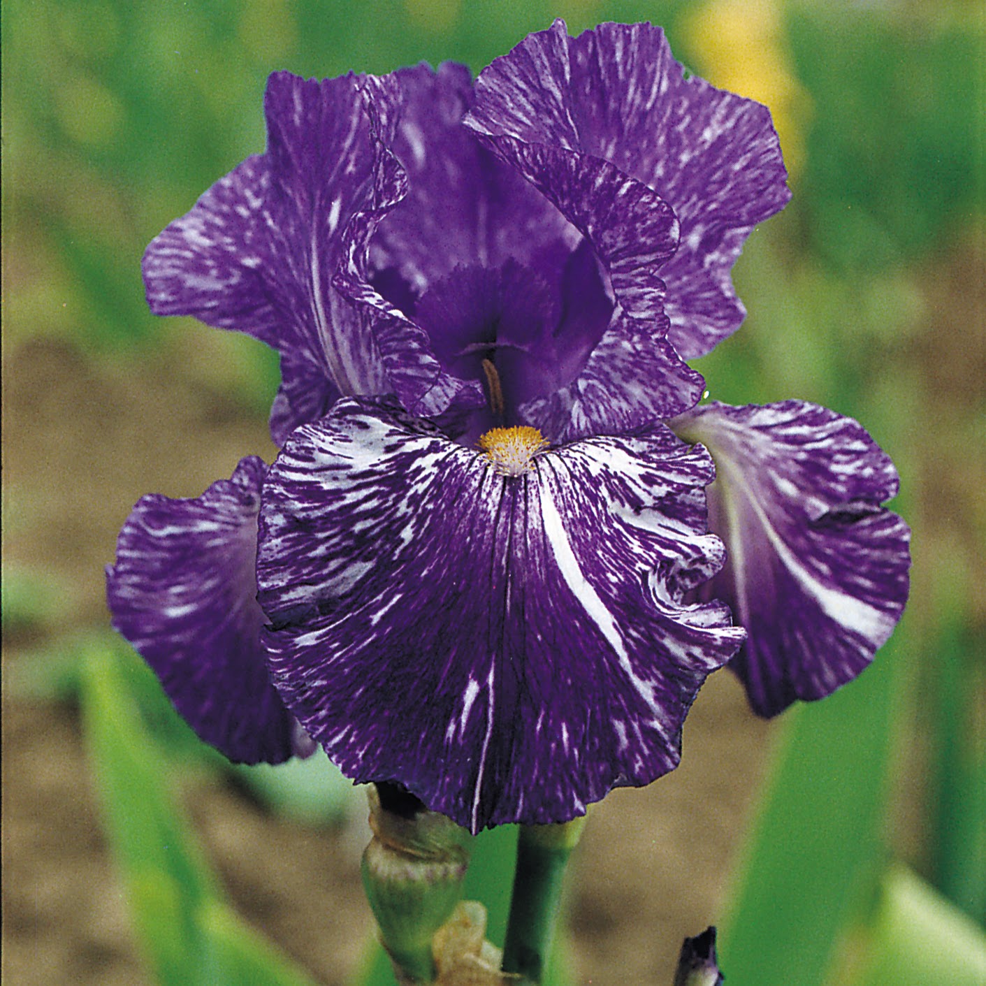 Bearded Iris 'Batik'