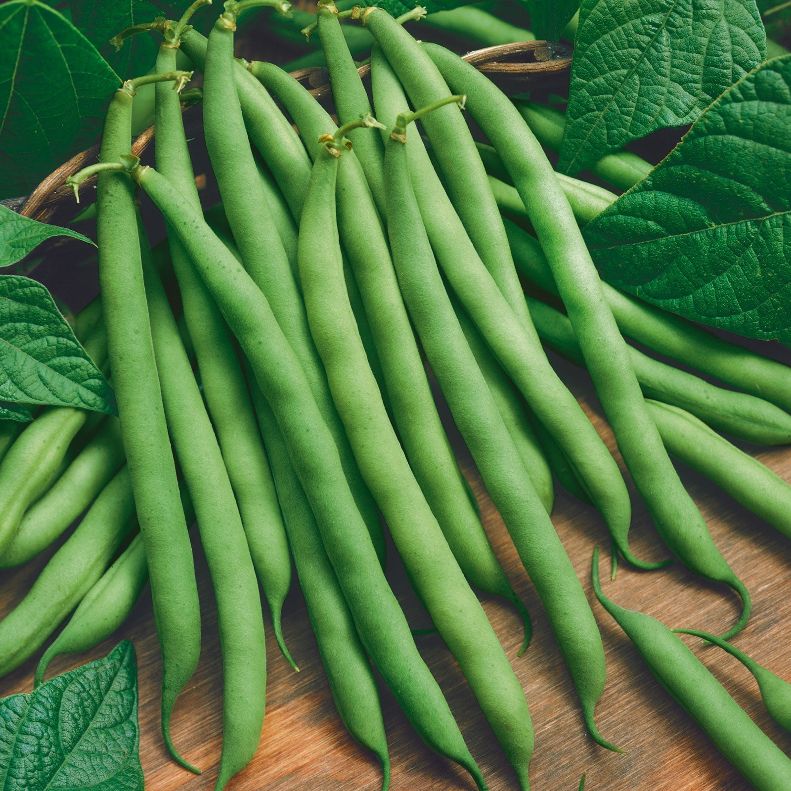 A close-up shot of several green bush lake 274 beans.